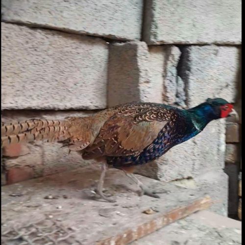 قرقاول پاکستانی