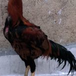 خروس لاری یک ساله