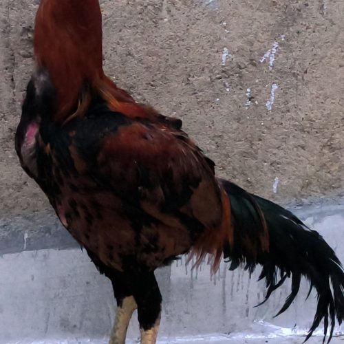 خروس لاری یک ساله