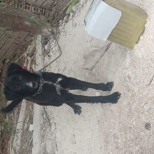 سگ ماده قهدریجونی