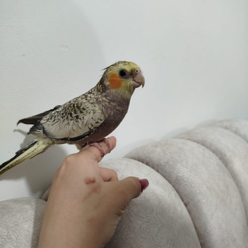 3عددجوجه عروس هلندی دستی نر چهارماهه