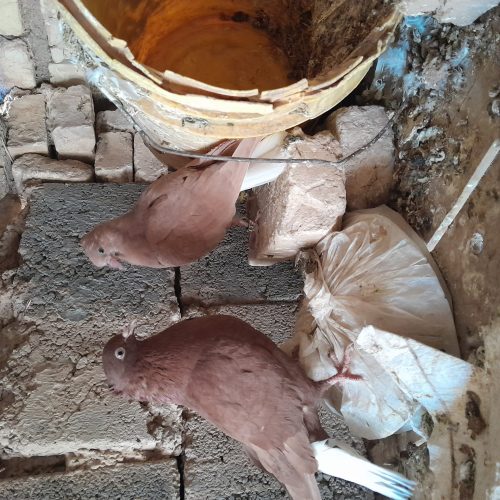 سرخ دم سفید