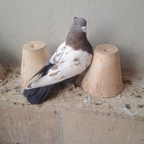 سفید تهرونی وسینه ای