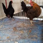 فروش قفس. مرغ. بلدرچین