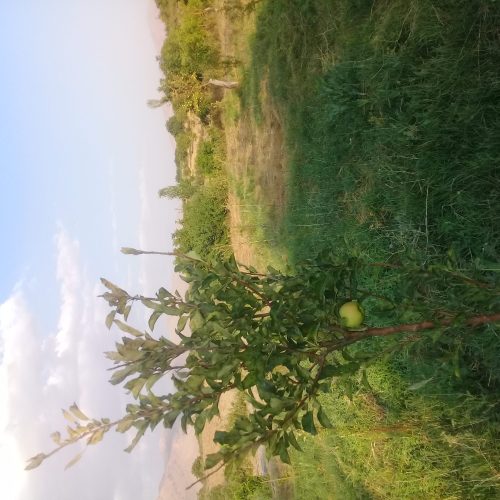 حرص درختان میوه سیب و غیره…. و کار های مربوطه