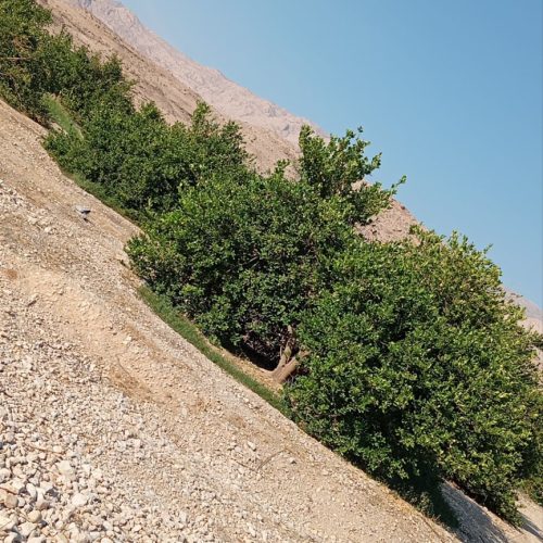 فروش باغ و زمین کشاورزی