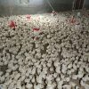 جوجه بوقلمون بیوتی