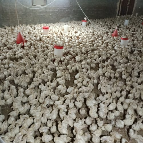 جوجه بوقلمون بیوتی