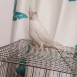 طوطی البینو زیر قیمت