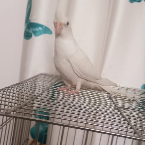 طوطی البینو زیر قیمت