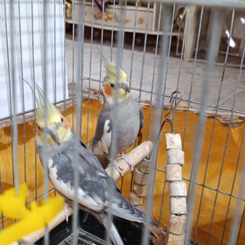 عروس هلندی فروشی