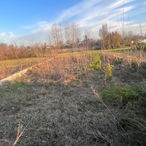 زمین تبدیل به باغی