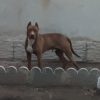 سگ نژاد اَمریکن پیت بول تریر ، 8 ماهه
