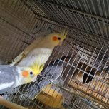 عروس هلندی جفت مرغ عشق