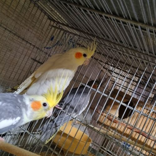 عروس هلندی جفت مرغ عشق