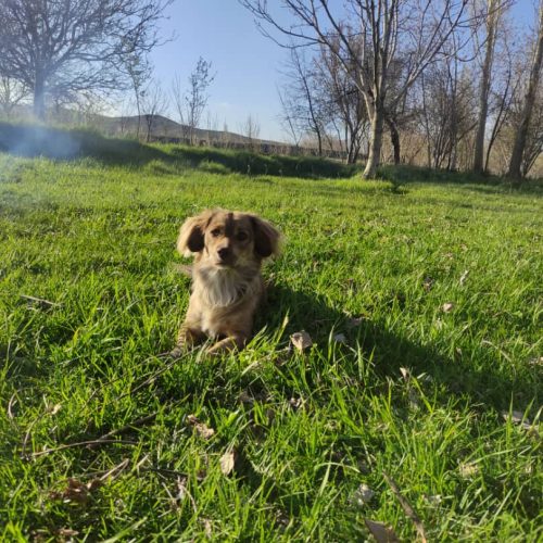 سگ گمشده مژدگانی بالا میدم