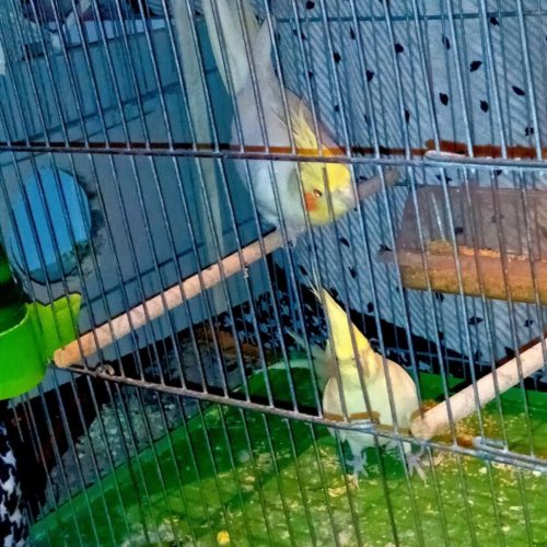 عروس هلندی مولد