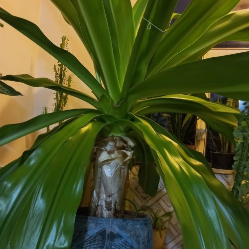 گل موزی  ارتفاع 2 متر  با 8 سال سن