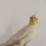 عروس هلندی نر سخنگو