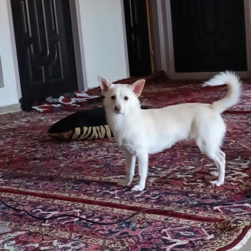 به دلیل عدم توانایی در نگهداری