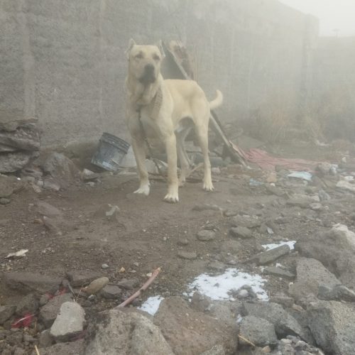 توله سرابی15ماهه