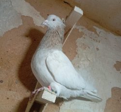 کفتر