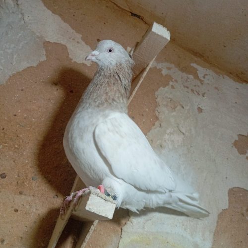کفتر