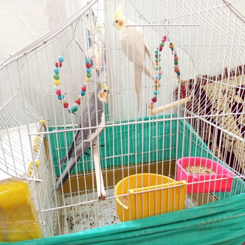 یک جفت عروس هلندی نر و ماده با قفس