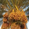 عمده فروشی خرما شیروان خیابان سعدی شیروان