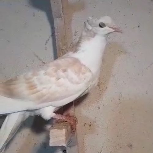 ساده هفترنگ کاکلی و خال زرد کاکلی