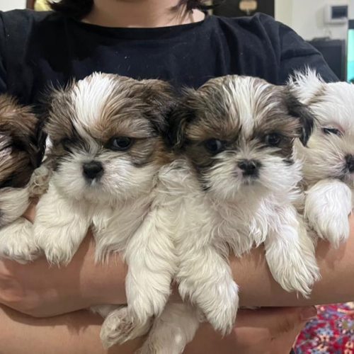 سگ شیتزو سوپر فلت