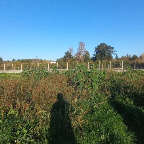 زمین در بادله