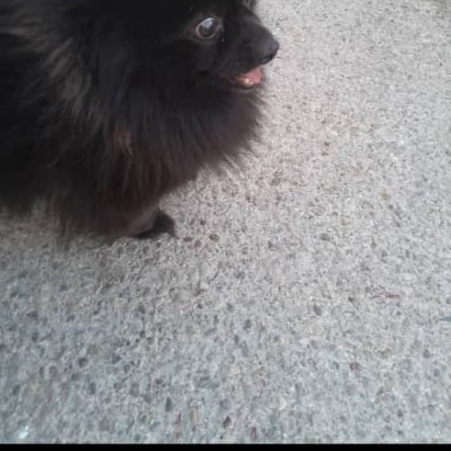 واگذاری پامرین خرسی