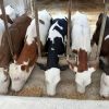 فروش انواع گوساله های نروماده پرواری وداشتی