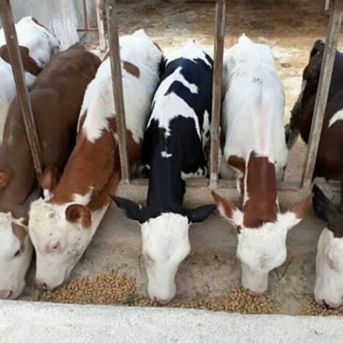 فروش انواع گوساله های نروماده پرواری وداشتی