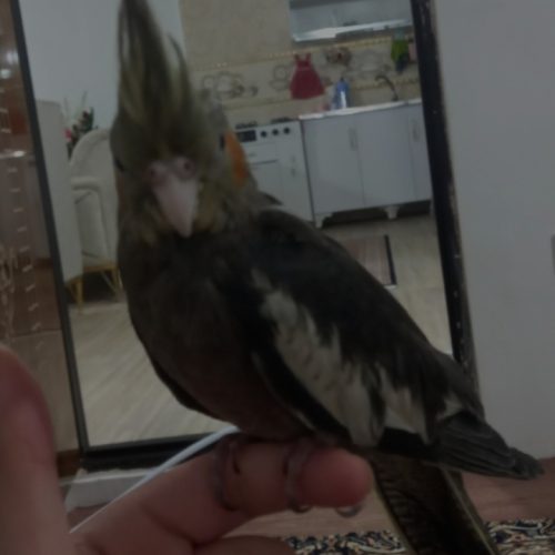 یک عدد عروس هلندی ماده خاکستری گم شده به یابنده مژدگانی خوبی تعلق میگیرد