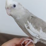 عروس هلندی لوتینو