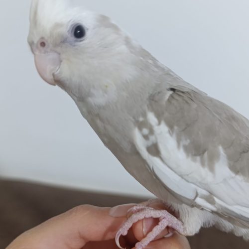 عروس هلندی لوتینو