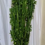 گل بسیار سالم سبز