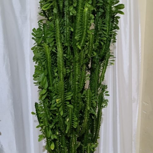 گل بسیار سالم سبز