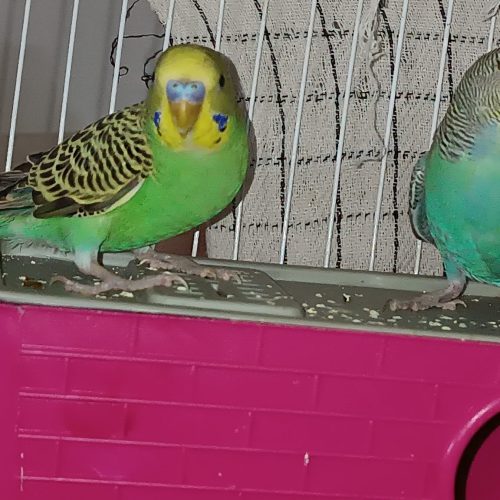 یک جفت مرغ عشق