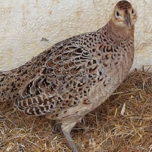 قرقاول پاکستانی