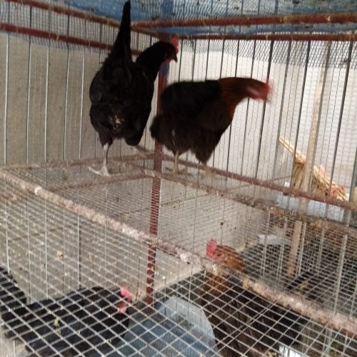 فروش قفس. مرغ. بلدرچین