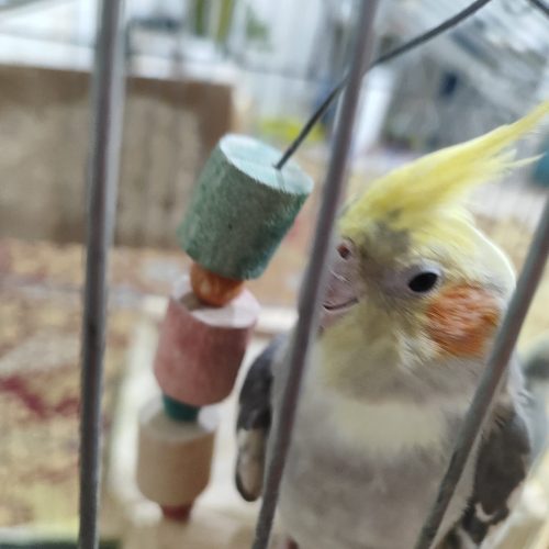 1 جفت عروس هلندی سالم