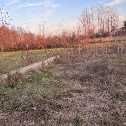 زمین شالی تبدیل به باغی