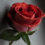 شرکت خدماتی نظافتی آراد آریا