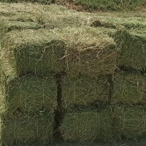 یونجه درجه یک