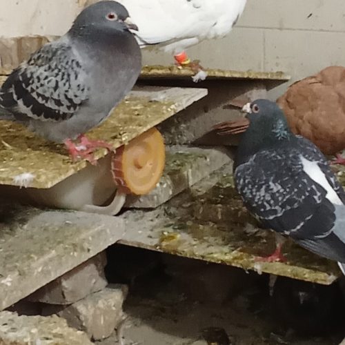 واگذاری یک جفت کبوتر آلمانی پولک