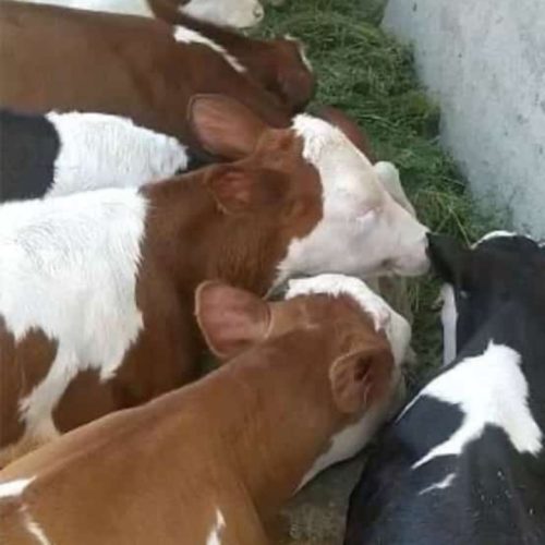 فروش انواع گوساله های نروماده پرواری وداشتی