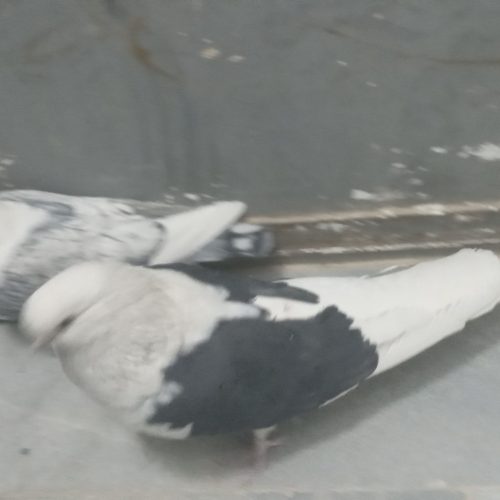 کفتر پشت طاوسی و دوکت تهرانی